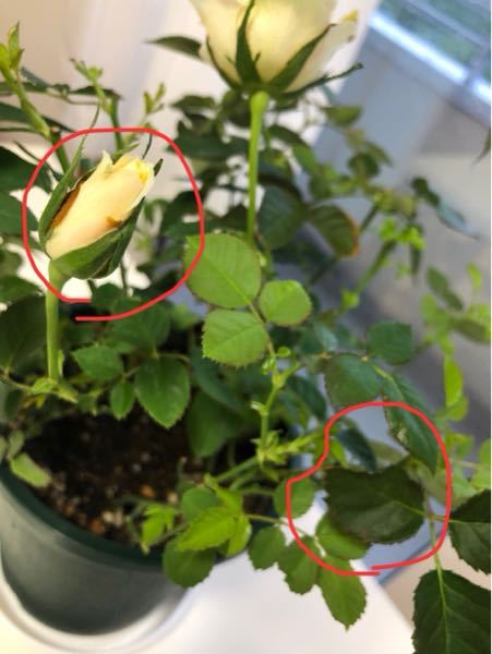 ミニバラについて 6月26日から、 写真のように、葉が少し茶色になってる部分と 蕾の外側の花びらが茶色に（；＿；） 検索してみると、『スリップス』の 疑いがあるかもしれないと思いましたが、 皆様
