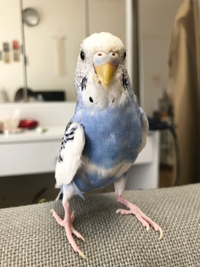 飼っているインコが なつかないんですけど どうしたらいいですか Yahoo 知恵袋