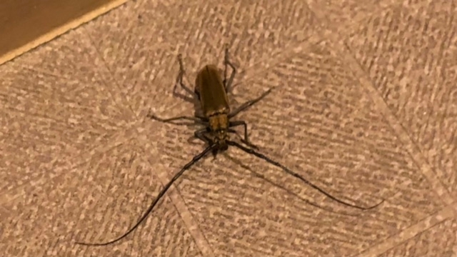この虫何の虫？ 画像検索するとカマキリムシっぽいですが、 詳しくわかるかたいらっしゃったら教えて下さい。 多分ウスバカミキリだと思ってます。 ぱっと見でかかったのでゴキブリのボスかと思いました。