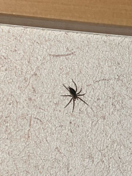 分かりずらかったらすみません。家の中に蜘蛛がいたのですが、この子は無害なんでしょうか？？
