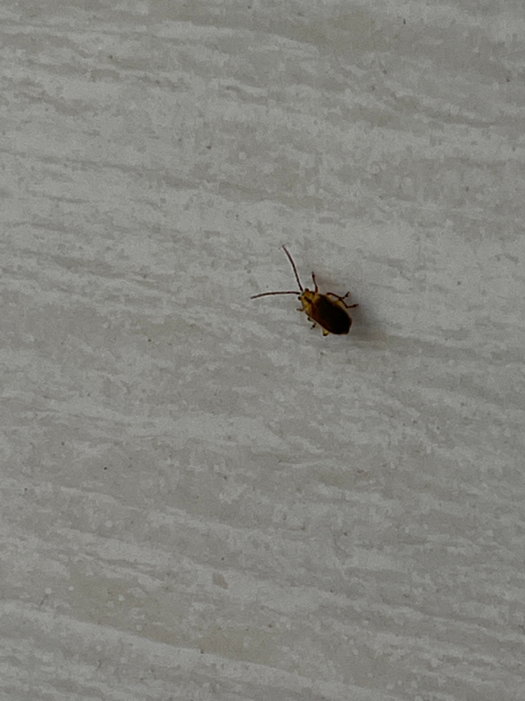最近この虫が玄関外に大量にいるのですが、なんという虫か教えてください。サイズは触角までいれて1cmくらいです。