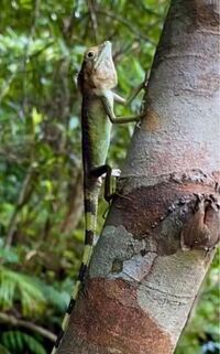 は虫類や鳥類が陸上に産み落とす卵に殻がある理由は 妹に聞かれたのですが 分 Yahoo 知恵袋