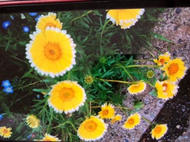 この花の名前がお分かりになる方がいらっしゃいましたら ぜひ教えていた Yahoo 知恵袋