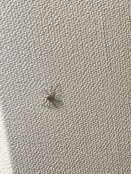 至急！！！！！！今部屋の中で5センチくらいの蜘蛛を発見したんですけどとても怖いです、、でもとる勇気もないのですが、これはアシタカクモ？ですか？？？？放置していても大丈夫でしょうか？