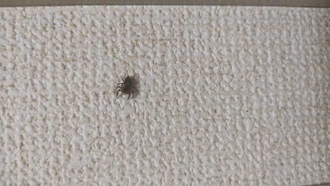 このクモの名前を教えてほしいです。 家に出ました。場所は神奈川県です。