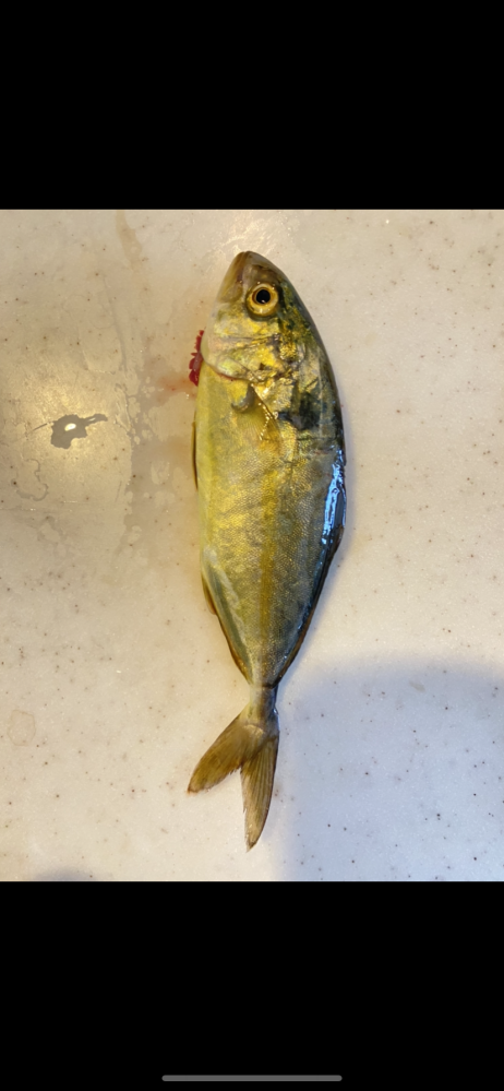 この魚の名称が知りたいです。 お願いします。 伊東市でウキフカセ釣りで、Getしました。