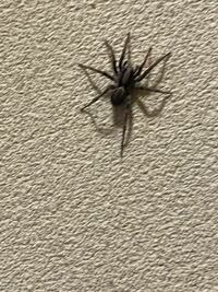 この蜘蛛の種類はなんですか？ 家の中にいて3〜4cmくらいでした…
アダソンとかにしては大きいかなと
