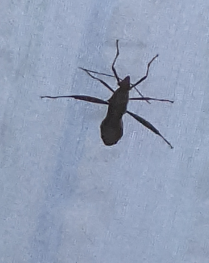 この虫の名前を教えてください