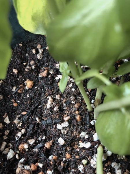 生垣用に２年前マサキを植えましたが 去年の夏は葉っぱに斑点の Yahoo 知恵袋