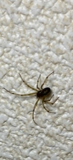 この蜘蛛の種類がわかる方がいたら教えてください 家の中にいて、殺虫剤で慌てて殺しました。セアカゴケグモかなと思ったのですが色が違う気がしています。