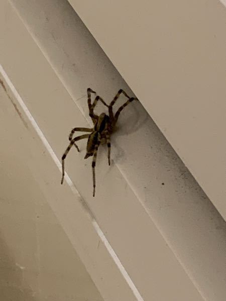 至急 お風呂場の扉に昨日から蜘蛛がいます。扉を開ける度に蜘蛛の巣を壊してしまい、可哀想ですし普通に怖いです。 どのようにすれば良いでしょうか？ 放っておけば居なくなりますか？
