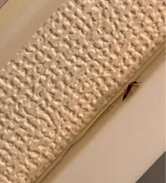 この虫はなんですか？？ 福岡県南部です。 風呂場にいました。