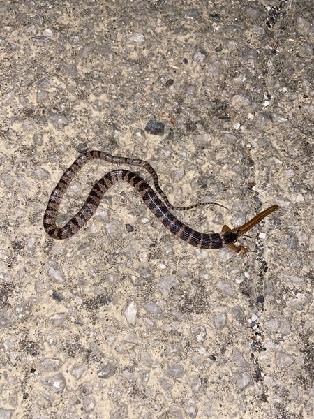 蛇に詳しい方に質問です。 22時ごろ散歩をしてると山の近くにいたんですが、なんと言うヘビか解る方いますか？