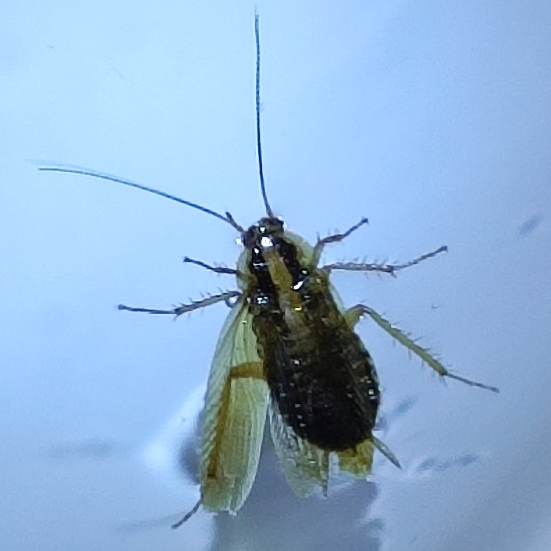 【害虫画像注意】これはチャバネゴキブリでしょうか？ 体長は2cmくらいでした。