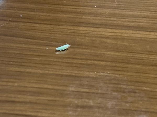 虫注意 この小さな虫はなんですか？ 教えてください。 前にも同じものを見たのですが茶色かったりしてたのですが今回は薄緑なので驚いてます。