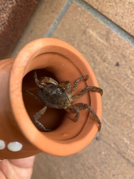 城ヶ島で釣れた細長い蛇のような穴子のようなウツボのような生き物なのですが どな Yahoo 知恵袋