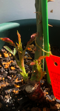 写真のように株元からシュートが2本出ているのですが 育てているバラの Yahoo 知恵袋