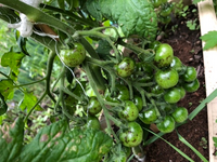 ミニトマトの実に茶色い斑点がついてしまいました これはなんていう病気でしょうか Yahoo 知恵袋