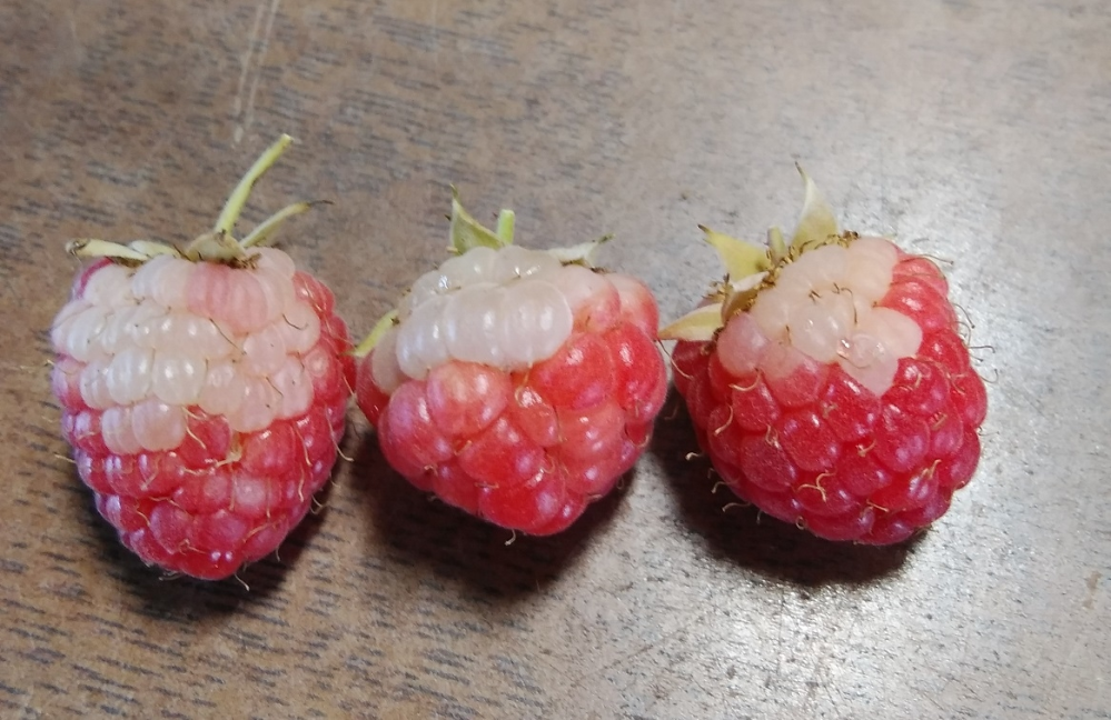 ラズベリーの果実が、写真のようにヘタに近い部分が白くなって熟してしまいましたが、原因は何でしょうか。