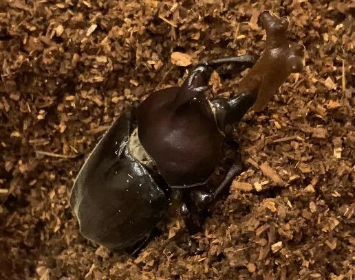 カブトムシを幼虫から育てました 蛹室を壊して 本当はこんなこと Yahoo 知恵袋