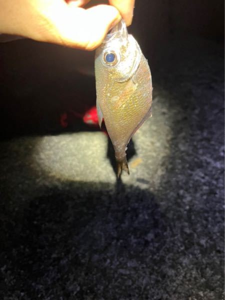 この魚の名前分かる方いますか？