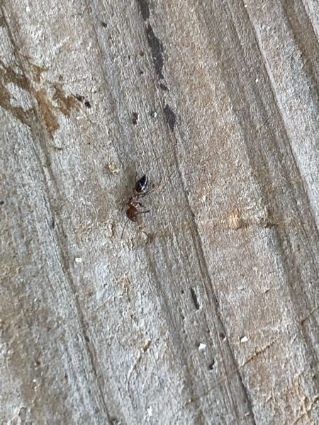 このアリはヒアリですか？ いつもの真っ黒な小さいアリとは違い 少し大きくお尻がプックリしてます。