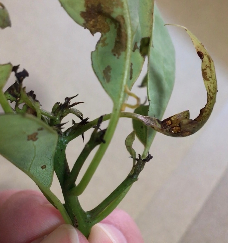 この虫の名前を教えてください。 アオスジアゲハの幼虫の採取時に同じ枝に付いてました。 全長1センチ程で、動きはシャクトリムシに似ている感じです。