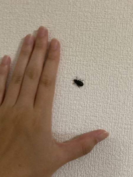 これはなんという虫ですか？突然部屋の壁に現れました！