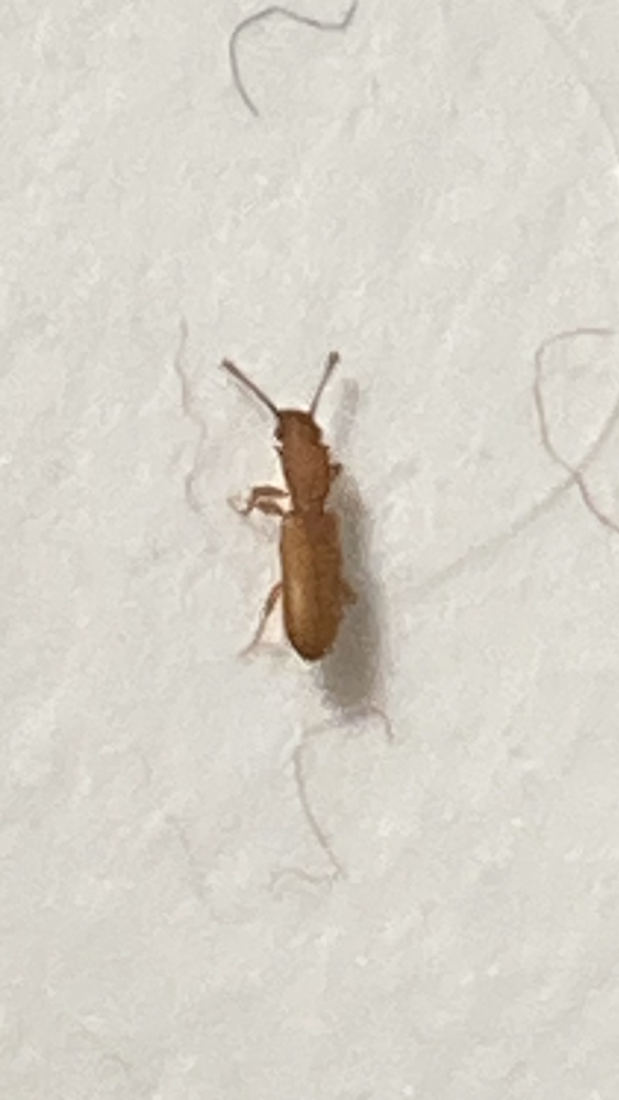 家の中にこの虫がいたんですが何という虫でしょうか？ 体長は3mmくらいです。 40匹くらい駆除しました。