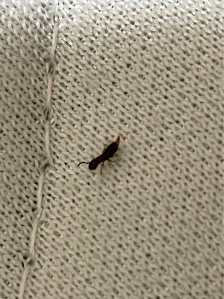 この虫は何でしょうか 2階の布団の上にいました。 愛知県の西三河に住んでおります。