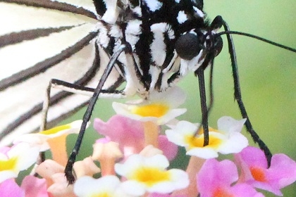 日本最大の蝶、オオゴマダラのアップの写真。 感想をお願いします。どんな感想でも構いません。 CANON 7D Mark2 / SIGMA 500mm