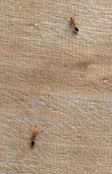 家の中に机として使っている古い木から茶色の小さな蟻が大量に見つかりました。画質が悪くて申し訳ないですが、これは白蟻の一種かお分かりの方は教えていただけますでしょうか？