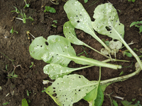 小松菜ですが 葉の裏が白い斑点が付いていますが 食べても大丈夫ですか Yahoo 知恵袋