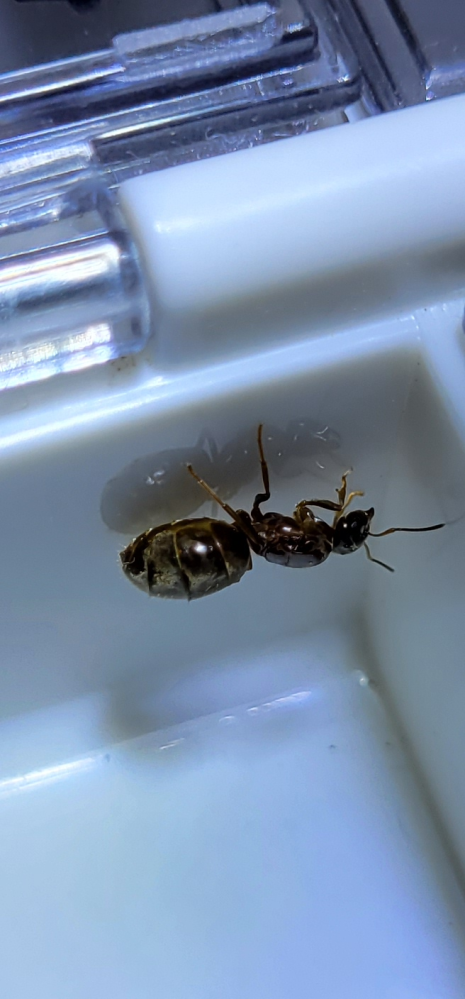 この蟻の種類はなんという種類でしょうか？サイズは1cmあるかないかくらいです。 多分女王蟻だと思うのですが…