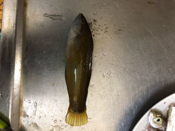 この魚は何でしょうか？