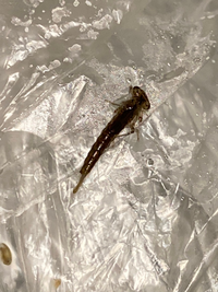 尻尾が3つあるヤゴみたいな生物が水槽の中にいたのですか これはヤゴの赤ちゃ Yahoo 知恵袋