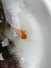 金魚の赤斑病ってうつりますか 一匹なってたらその水槽の水 Yahoo 知恵袋