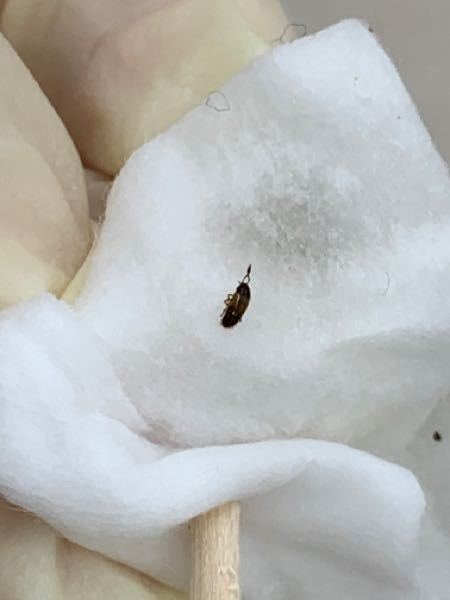 これはゴキブリの幼虫ですか？ 床に死んでいました。3〜5mmくらいです。 ちょっと潰しちゃったかもしれません。 触覚がくるっとまとまってしまいました。 ゴキブリが本当にこわいです。