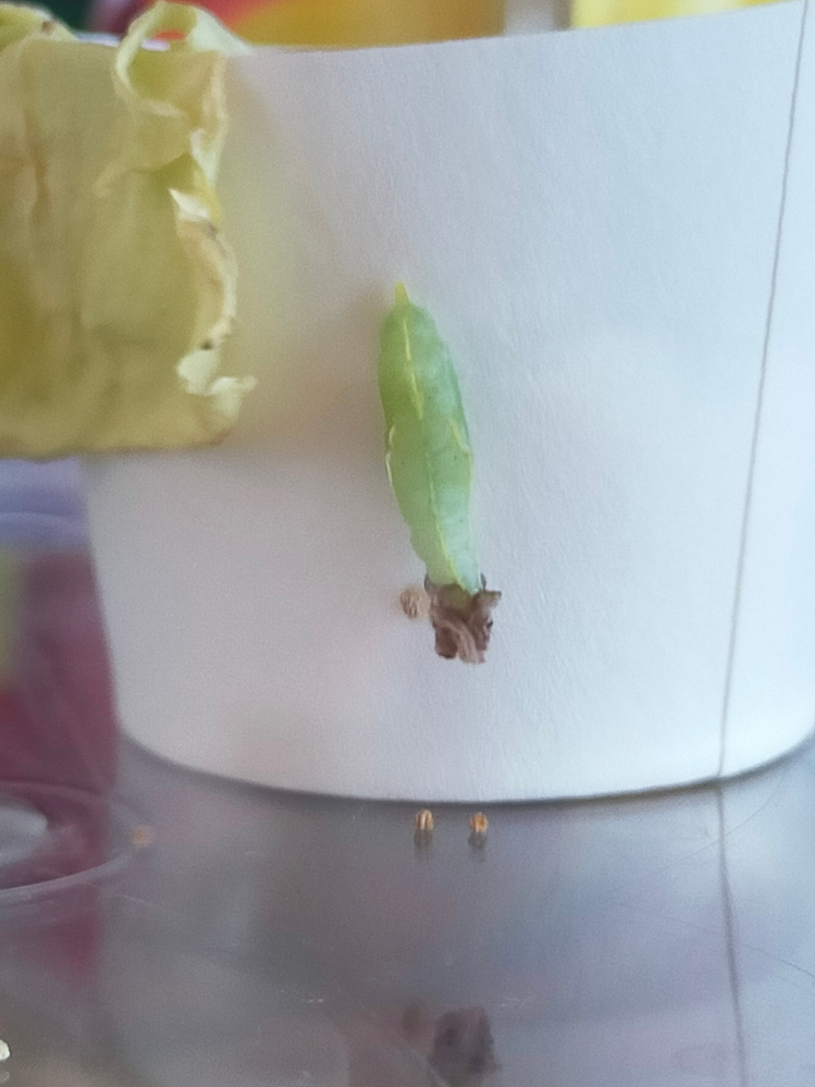 モンシロチョウの青虫が、一昨日さなぎになったのてすが、脱皮（？）した殻が外れきれずにおしりのところに残ったままです。 このままでも羽化できるのでしょうか？