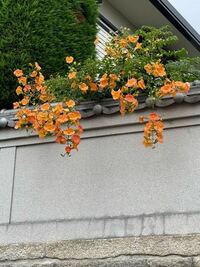 この花の名前を教えてください ノウゼンカズラです Yahoo 知恵袋