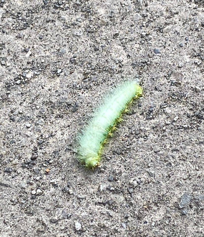 いつもお世話になっております。 札幌手稲区寄りの小樽市で発見した毛虫です。結構大きく、体長12〜14センチくらいかなと思われました。 黄緑の身体の背中側に白い毛がふさふさ生えています。自分は今ま...