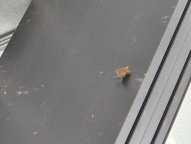 この蛾の名前はなんですか？ 毎日家の周りに何匹もいて困っています。
