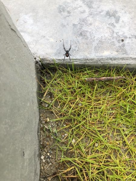 この蜘蛛は何という名前ですか？