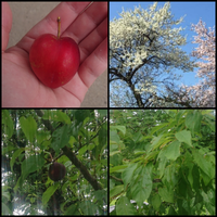 庭の木に知らない実がなっていました。お恥ずかしいですが、何十年もこんな大きな実がなるとは気が付きませんでした。何か知りたいので詳しい方教えてください。 また、食べることができるのかも確認しておきたいです。よろしくお願いします。

・桜の季節に白っぽい花が咲く。ずっと桜だと思っていた。画像左の木。
・今日、赤い実がなっていたことに気が付いた。
・完熟？腐りかけ？の実は黒い。大きさは赤い...