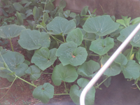 カボチャの摘心をしないと実はつきませんか 家庭菜園でカボチャを育て Yahoo 知恵袋