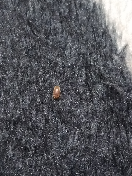この虫、なんていう虫ですか？ 最近、家にたくさん出てきます。 小さくて硬くて飛びます。