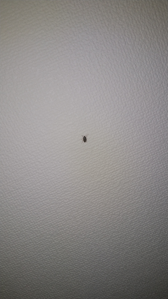 天井にすごく小さいゴキブリのような虫がいます。。 ゴキブリでしょうか。。 １cmぐらいの大きさです。 宜しくお願いします。