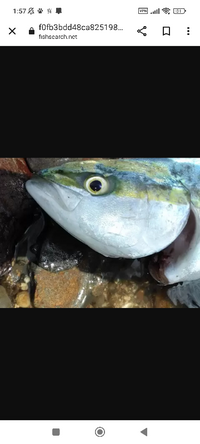 シーバス釣りに行くのですが 血抜きでエラの部分を切る血抜きのやり方とこの写真の Yahoo 知恵袋