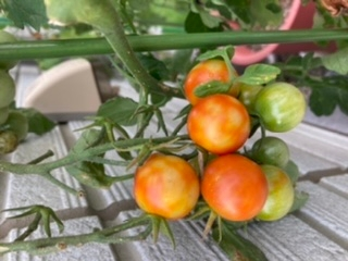 ミニトマトの栽培について教えてください。初心者でプランターで育てています。このような色になってしまうのは何が原因なのでしょうか？