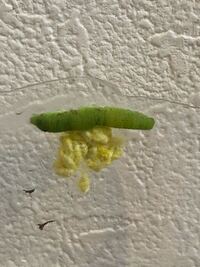 モンシロチョウの幼虫が寄生されていました 夜のうちに沢山の繭になりま Yahoo 知恵袋